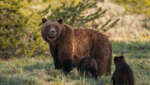 Cocaine Bear Review